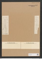Diatomeae indet. Zeichnungen Sammlung Grunow Nr. 3912 (NHMW-BOT-W0371643)